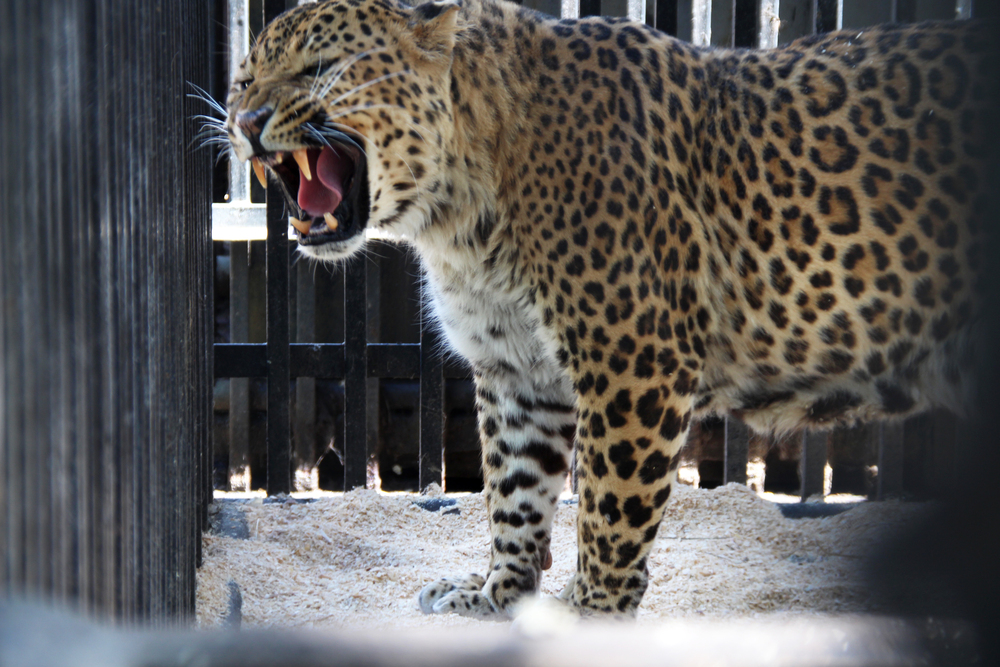 Московский зоопарк в леопардовом. Дальневосточный леопард в зоопарке. Леопард в городе. Московский зоопарк леопард. Леопард на улице.